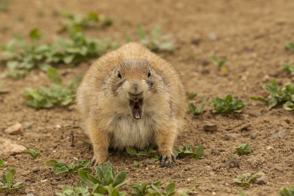 Oklahoma, Wichita Mts Black-tailed prairie dog